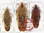 Scientific lot no. 111 Blattodea (3 pcs)