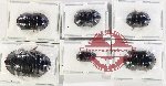 Scientific lot no. 110A Blattodea (6pcs)