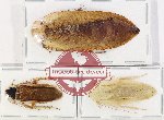Scientific lot no. 117 Blattodea (3 pcs)