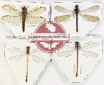 Scientific lot no. 19 Odonata (4 pcs)