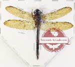 Odonata sp. 82