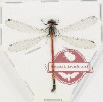 Odonata sp. 84 (A-)