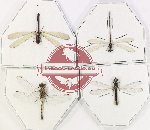 Scientific lot no. 16 Odonata (4 pcs)