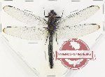 Odonata sp. 83 (A-)