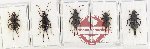 Scientific lot no. 129 Dermaptera (5 pcs)