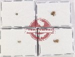 Bruchidae Scientific lot no. 30 (5 pcs)