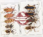 Scientific lot no. 1353 Heteroptera (9 pcs)