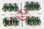 Scientific lot no. 378 Rutelinae (12 pcs)
