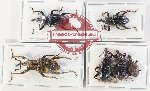Scientific lot no. 868 Curculionidae (6 pcs - 4 pcs A2)