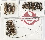 Scientific lot no. 180 Anthribidae (17 pcs)
