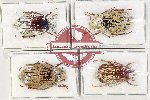 Scientific lot no. 198 Melolonthinae (4 pcs)