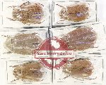 Scientific lot no. 216 Melolonthinae (Lepidiota spp.) (6 pcs)