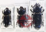 Scientific lot no. 178 Passalidae (3 pcs - 1 pc A2)
