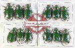 Scientific lot no. 376 Rutelinae (12 pcs)
