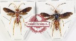 Scientific lot no. 545 Hymenoptera (2 pcs)