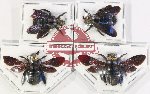 Scientific lot no. 546 Hymenoptera (Xylocopa sp.) (4 pcs A, A-, A2)