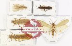 Scientific lot no. 1 Plecoptera (5 pcs A-, A2)