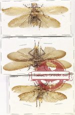 Scientific lot no. 2 Plecoptera (3 pcs A2)