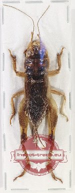 Scientific lot no. 47 Orthoptera (Gryllidae sp.) (1 pc A-)