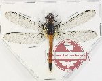 Odonata sp. 81 (A2)