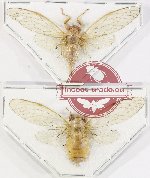 Scientific lot no. 29 Cicadidae (2 pcs - 1 pc A2)