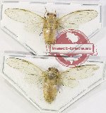 Scientific lot no. 28 Cicadidae (2 pcs - 1 pc A2)