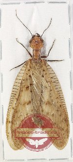 Corydalidae sp. 13 (A-)
