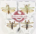 Scientific lot no. 24 Mantidae (4 pcs A-, A2)