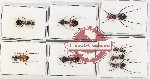 Scientific lot no. 34 Formicidae (8 pcs)