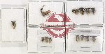Scientific lot no. 32 Membracinae (14 pcs)