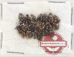 Scientific lot no. 885 Coprophaga (20 pcs)