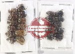 Scientific lot no. 881 Coprophaga (22 pcs)