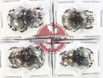 Scientific lot no. 896 Coprophaga (4 pcs - 2 pcs A2)