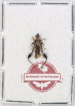 Merionoeda sp. 3