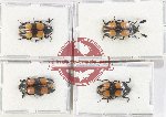 Scientific lot no. 191 Erotylidae (4 pcs - 1 pc A2)