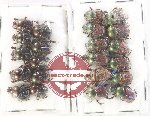 Scientific lot no. 888 Coprophaga (22 pcs)