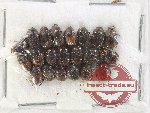 Scientific lot no. 886 Coprophaga (20 pcs)