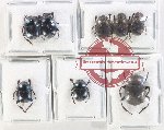 Scientific lot no. 893 Coprophaga (8 pcs)