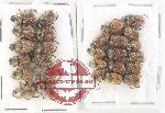 Scientific lot no. 871 Coprophaga (27 pcs)