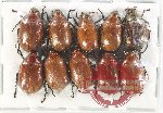Scientific lot no. 389 Rutelinae (10 pcs)