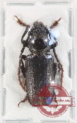 Dorysthenes sp. 1 (A2)