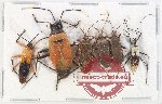 Scientific lot no. 1355 Heteroptera (6 pcs)
