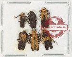 Scientific lot no. 35 Lycidae (6 pcs)