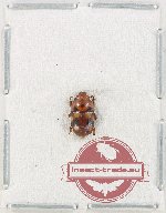 Nitidulidae sp. 10