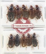Scientific lot no. 873 Carabidae (10 pcs)