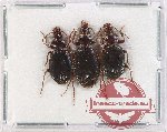 Scientific lot no. 861 Carabidae (3 pcs)