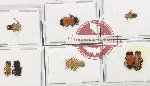 Scientific lot no. 36 Lycidae (8 pcs)