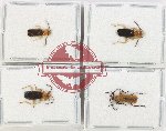 Scientific lot no. 72 Cantharidae (4 pcs)