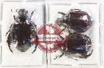 Scientific lot no. 386 Rutelinae (3 pcs A, A-, A2)
