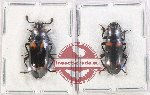 Scientific lot no. 188 Erotylidae (2 pcs)